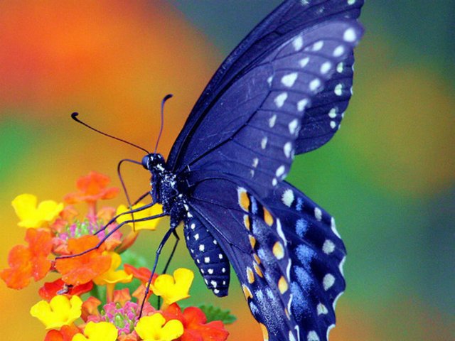 Все о бабочках в Уфе | ЗооТом портал о животных