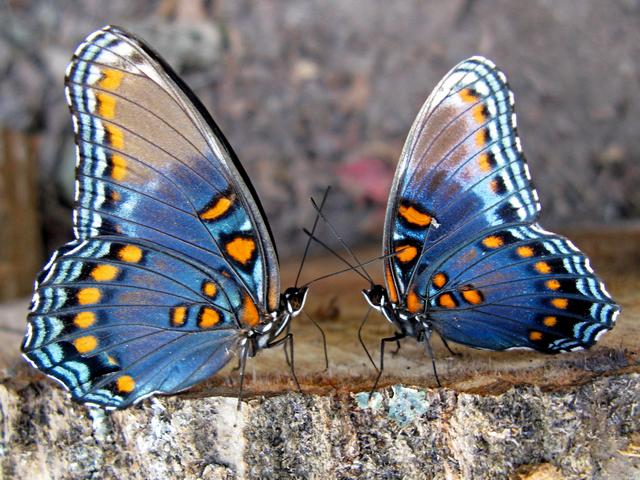 Все о бабочках в Уфе | ЗооТом портал о животных