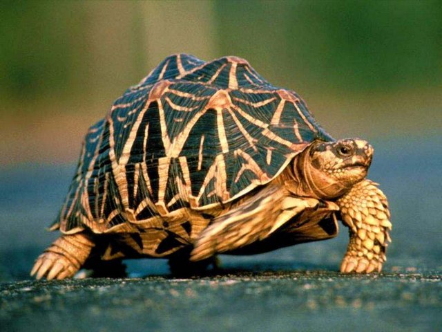 Все о черепахах в Уфе | ЗооТом портал о животных