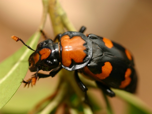 Все о жуках в Уфе | ЗооТом портал о животных