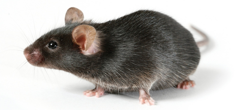 Все о крысах в Уфе | ЗооТом портал о животных