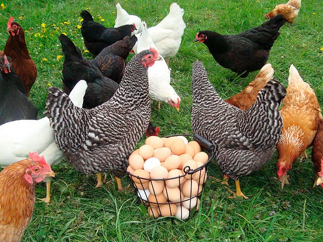Содержание кур и уход за ними | ЗооТом - продажа, вязка и услуги для животных в Уфе