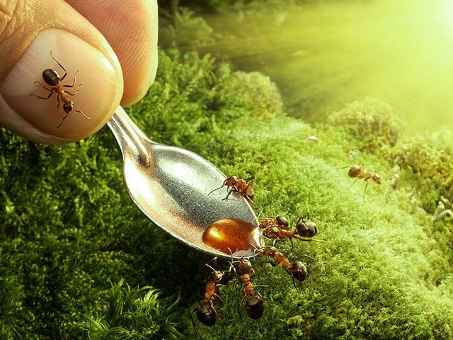 Все о муравьях в Уфе | ЗооТом портал о животных