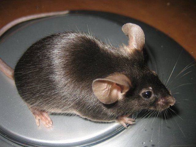 Все о мышах в Уфе | ЗооТом - продажа, вязка и услуги для животных в Уфе