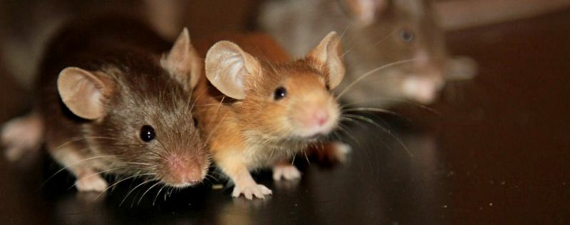 Все о мышах в Уфе | ЗооТом - продажа, вязка и услуги для животных в Уфе