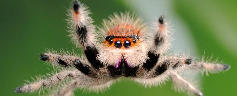 Все о пауках в Уфе | ЗооТом портал о животных