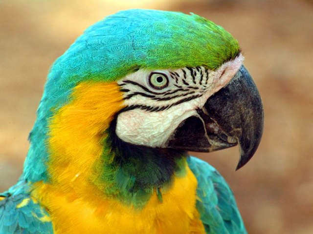 Все о попугаях в Уфе | ЗооТом портал о животных