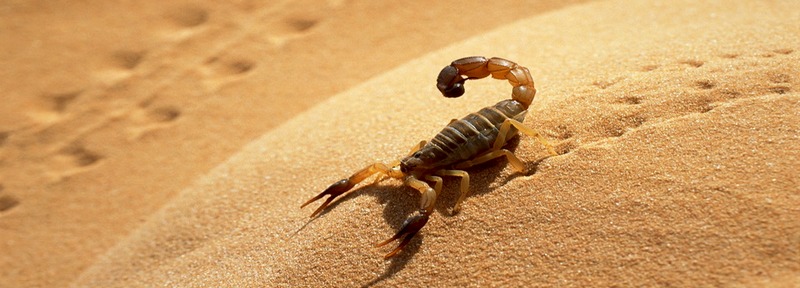 Все о скорпионах в Уфе | ЗооТом портал о животных