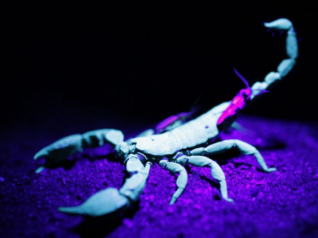 Все о скорпионах в Уфе | ЗооТом портал о животных