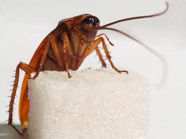 Все о тараканах в Уфе | ЗооТом портал о животных
