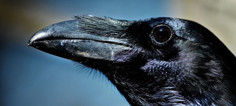 Все о воронах в Уфе | ЗооТом портал о животных