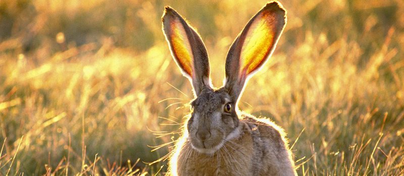 Все о зайцах | ЗооТом - продажа, вязка и услуги для животных в Уфе