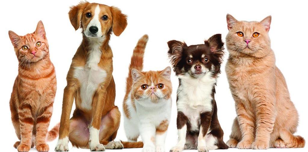 Доска объявлений о животных | ЗооТом - продажа, вязка и услуги для животных в Уфе