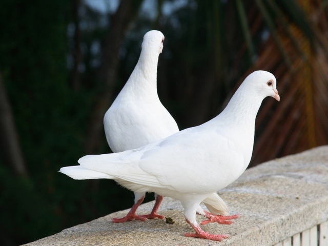 Все о голубях | ЗооТом - продажа, вязка и услуги для животных в Уфе