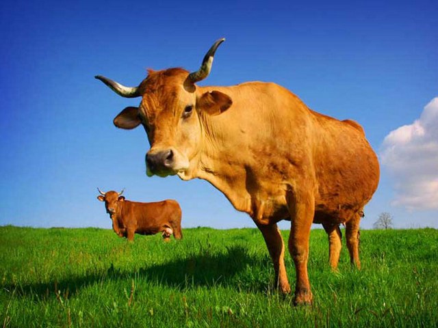 Все о коровах в Уфе | ЗооТом портал о животных