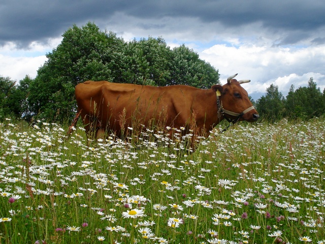 Все о коровах в Уфе | ЗооТом портал о животных