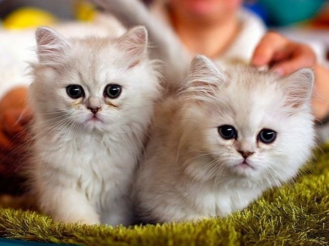 Породы кошек в Уфе | ЗооТом портал о животных