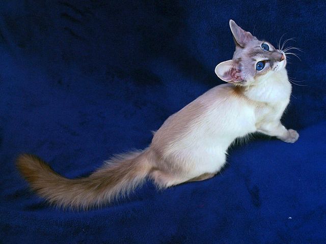 Выведенные породы кошек в Уфе | ЗооТом портал о животных