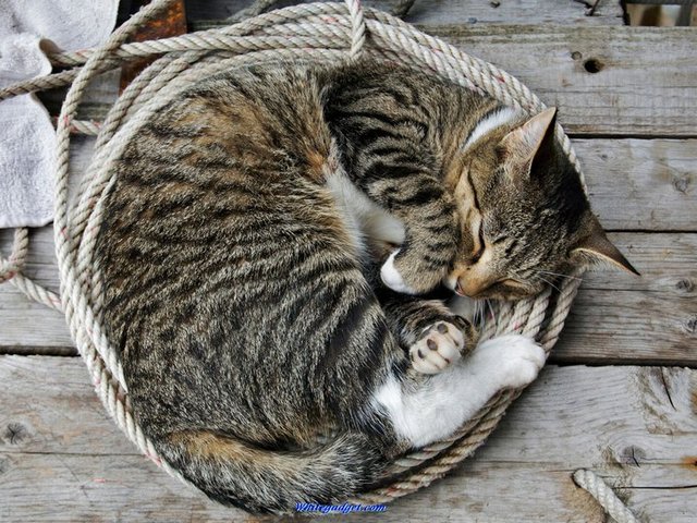 Все о кошках в Уфе | ЗооТом портал о животных
