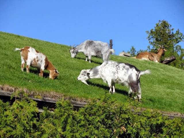 Все о козах в Уфе | ЗооТом портал о животных