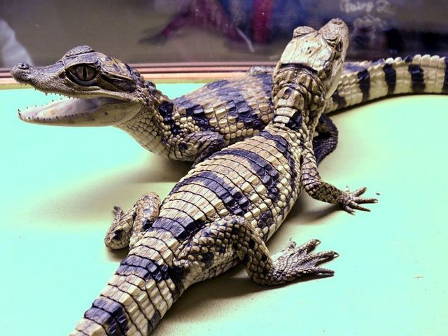 Все о крокодилах в Уфе | ЗооТом портал о животных