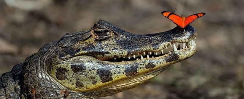 Все о крокодилах в Уфе | ЗооТом портал о животных