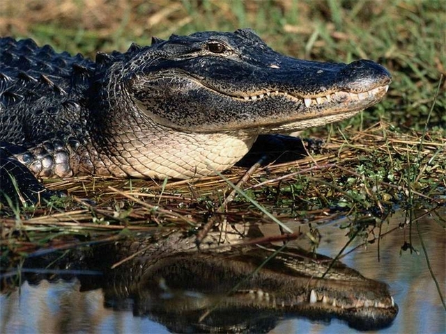 Породы крокодилов в Уфе | ЗооТом портал о животных