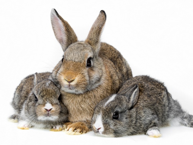 Все о кроликах в Уфе | ЗооТом портал о животных