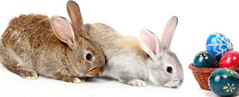 Все о кроликах в Уфе | ЗооТом портал о животных