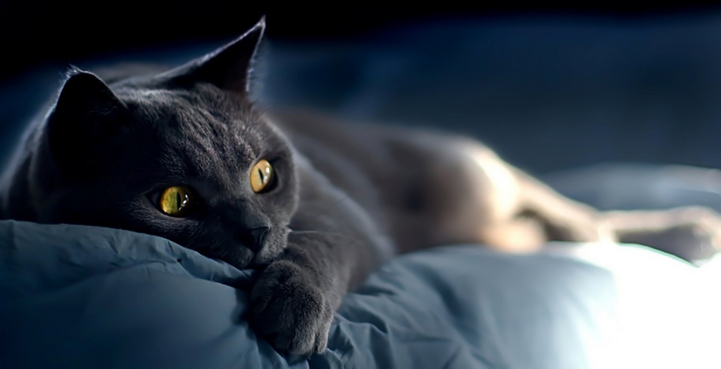 Объявления о кошках | ЗооТом - продажа, вязка и услуги для животных в Уфе