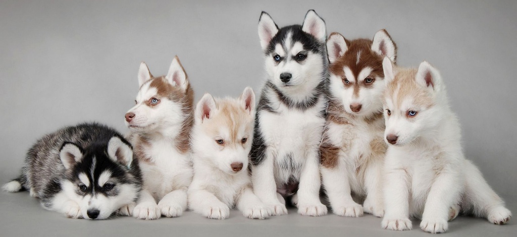 Объявления о собаках | ЗооТом - продажа, вязка и услуги для животных в Уфе