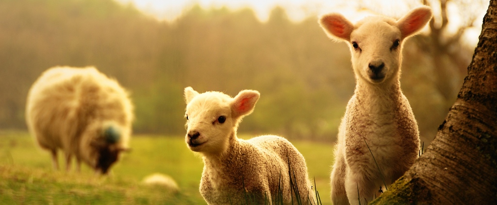 Объявления о сельскохозяйственных животных | ЗооТом - продажа, вязка и услуги для животных в Уфе