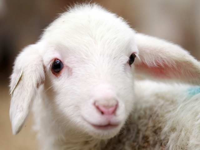 Овцы и бараны в Уфе | ЗооТом портал о животных