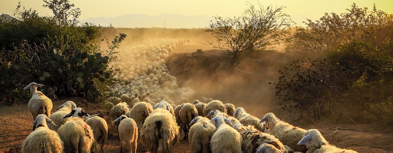 Все об овцах в Уфе | ЗооТом портал о животных
