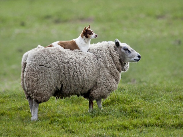Все об овцах в Уфе | ЗооТом портал о животных