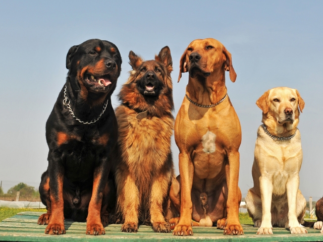 Крупные породы собак в Уфе | ЗооТом портал о животных