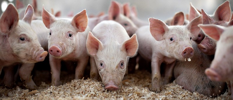 Все о свиньях в Уфе | ЗооТом портал о животных