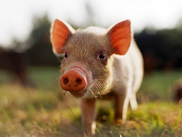 Все о свиньях в Уфе | ЗооТом портал о животных