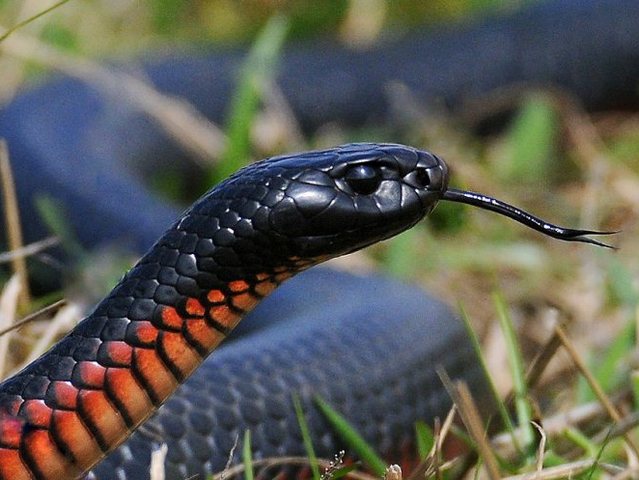 Все о змеях в Уфе | ЗооТом портал о животных